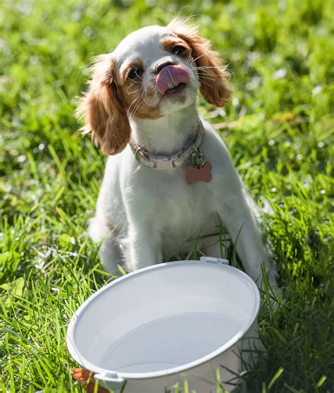 Quanta Acqua Deve Bere Un Cucciolo Di Cane Consigli Sull Idratazione