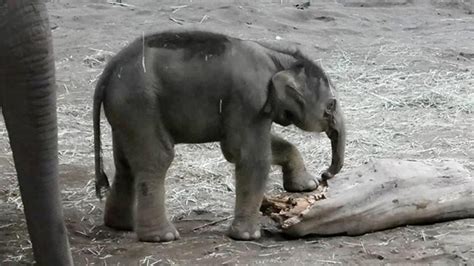 札幌市円山動物園のアジアゾウの赤ちゃん すくすく成長｜北海道チャンネル グルメから鉄道まで、観光にも役立つ動画