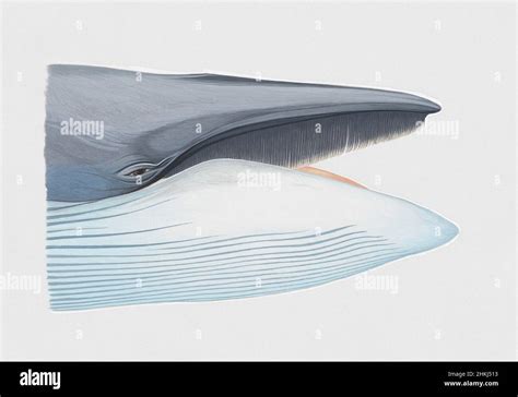 Head Of Sei Whale With Mouth Open Illustration Stock Photo Alamy