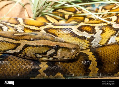 Python In Australia Hi Res Stock Photography And Images Alamy