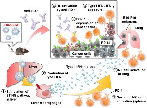 Sting Agonist Loaded Lipid Nanoparticles Overcome Anti Pd Resistance