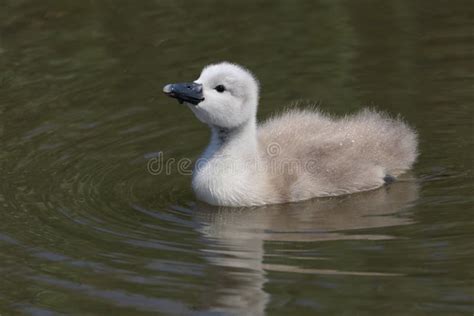 Baby Mute Swans Cygnets In Water Stock Image Image Of Looks