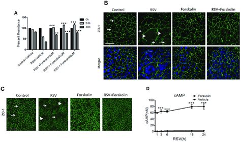 Forskolin Attenuates Rsv Induced Epithelial Tight Junction Disassembly