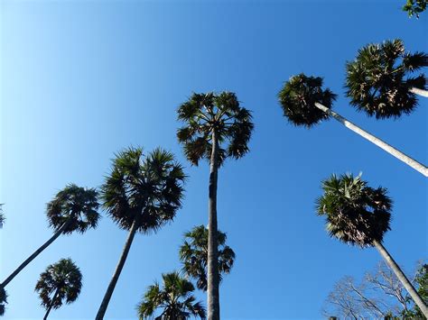 Árbol Sri Lanka Palmera Foto Gratis En Pixabay Pixabay