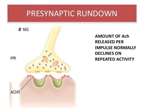 Disorders Of The Neuromuscular Junction