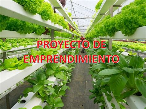 HIDROPONIA Sobre La Alimentacion Y El Alimento De Lechuga Sobre Pptx PPT