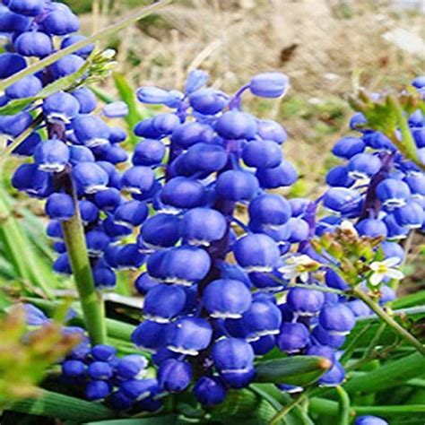 QAUZUY GARDEN 100 Lily DHF10 Of The Valley Seeds Blue May Bells Our