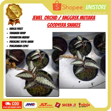 Jual Jewel Orchid Goodyera Snakes Godyera Ungu Tanaman Hias Mini