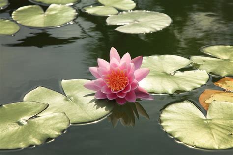 картинки : цветок, воды, Растения, fragrant white water lily, Священный ...