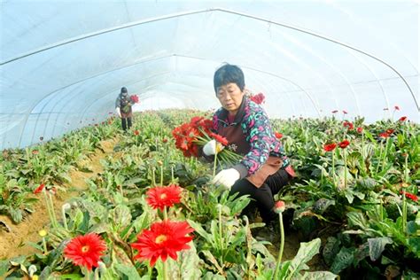 滁州：花卉产业助力乡村振兴中安新闻中安新闻客户端中安在线