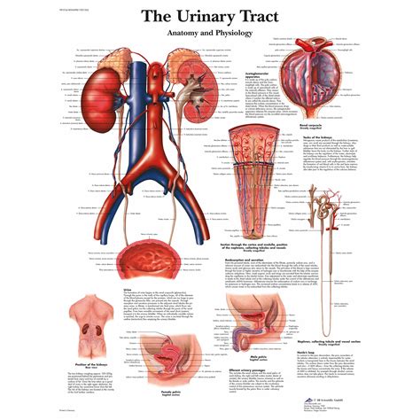 Urinary Tract Diagram