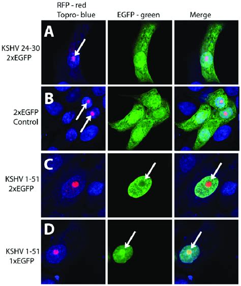 The Bipartite Region I Ii Of Kshv Lana Is Required For Nuclear