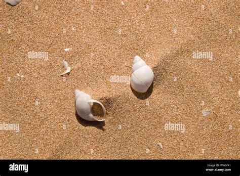 Punta Gallina Fotos Und Bildmaterial In Hoher Aufl Sung Alamy