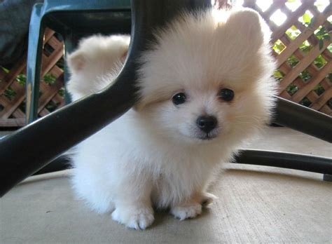 60 Baby Pomeranians For Every Minute Of Your Lunch Break Cute Baby