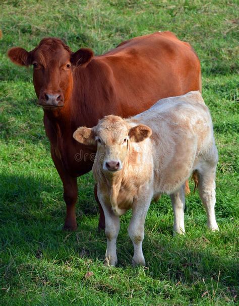 O Limousin é Uma Raça De Bovinos De Carne Altamente Musculada Imagem De