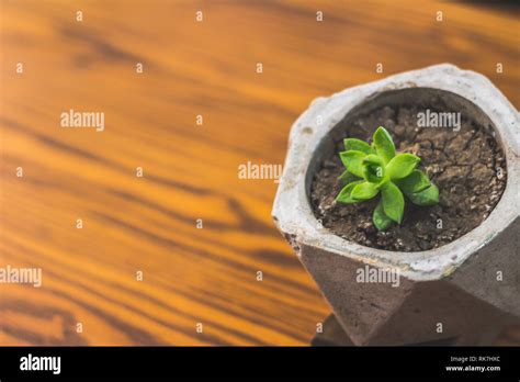 Photograph Of A Succulent Plant In Concrete Pot Stock Photo Alamy