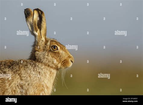 Hare Side Profile Hi Res Stock Photography And Images Alamy