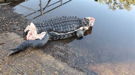 Mutilated Alligator Found In Florida Without Head Or Tail Fox News