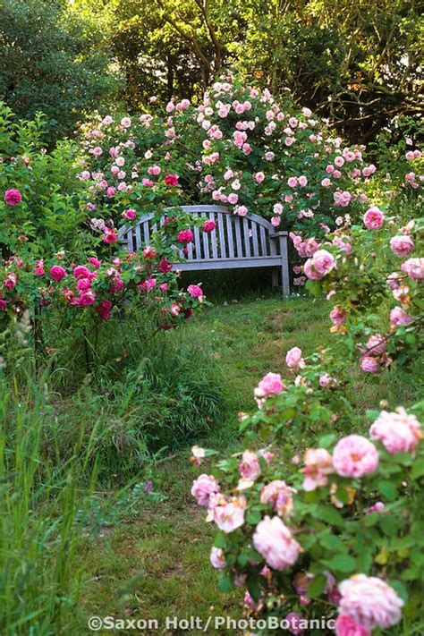 Garden Bench With Climbing Roses Heirloom Rose Fritz Nobis Credit