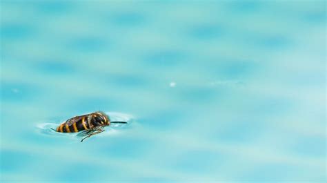 Des abeilles et des guêpes autour de la piscine comment les éloigner