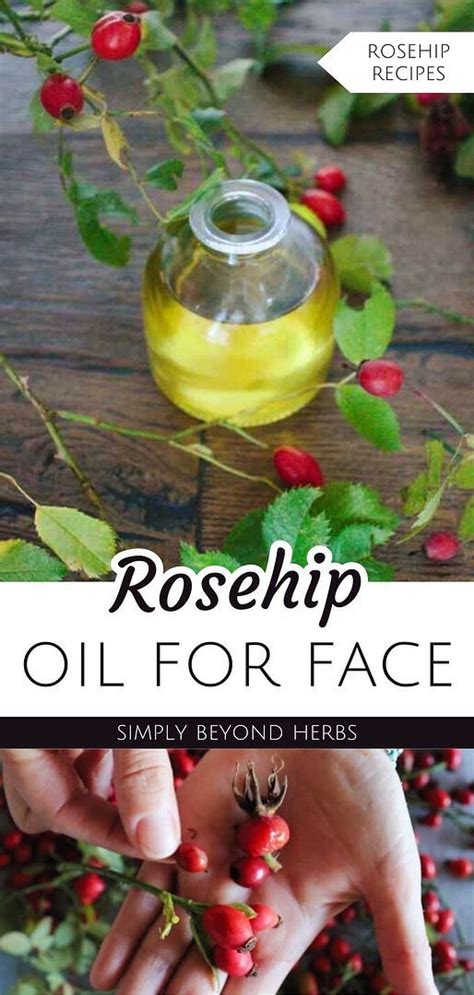 Rosehip Oil For Face Rosehip Recipes Rosehip Benefits In