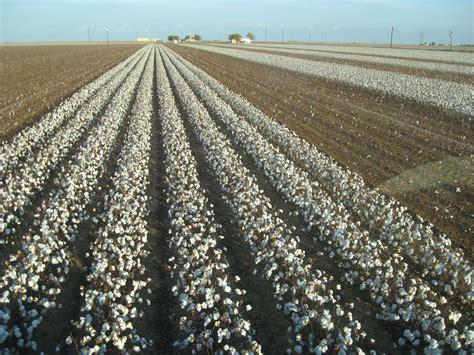 Cotton Field Wallpapers Top Free Cotton Field Backgrounds