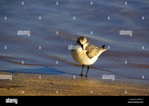 Balneario De Aves Las Aves Marinas De La Costa Playa Sandpiper Sands