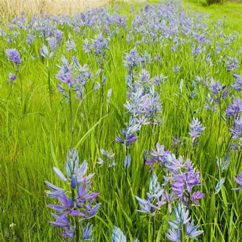 Descubre Las Mejores Camas Turcas Plegables Con Dise O Y Funcionalidad