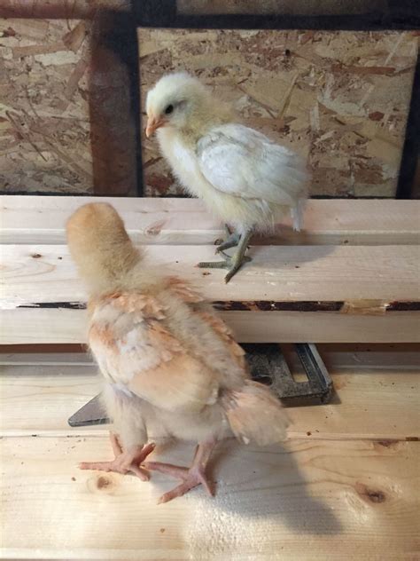 Buff Orpington chicks. White feathers? | Page 5 | BackYard Chickens ...