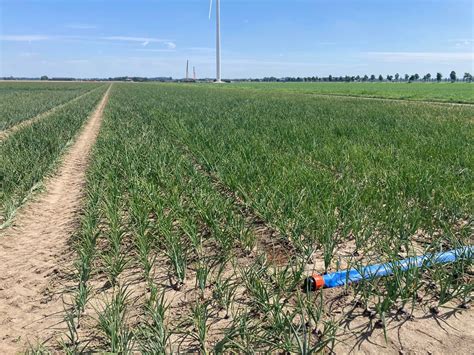 De Voordelen Van Druppelirrigatie In De Aardappel En Uienteelt Water All