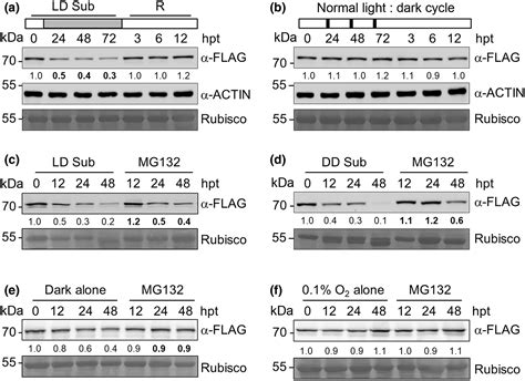 Myb30 Integrates Light Signals With Antioxidant Biosynthesis To