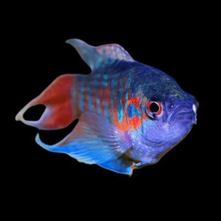 Blue Paradise Fish Macropodus Opercularis 4cm Sims Tropical Fish