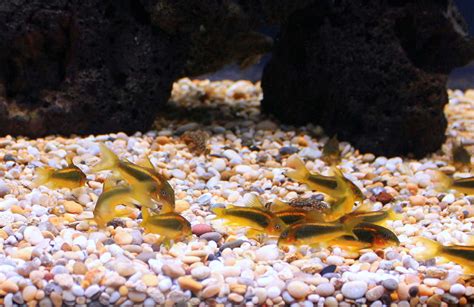 F1 Peru Gold Stripe Cory SWEET KNOWLE AQUATICS ONLINE SHOP