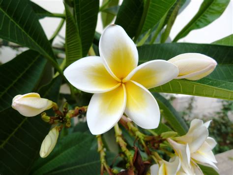 frangipani plumeria types colors fascinating facts essential care tips