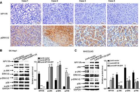 Npy R Deficiency Is Correlated With Mapk Pathway Activation A Four