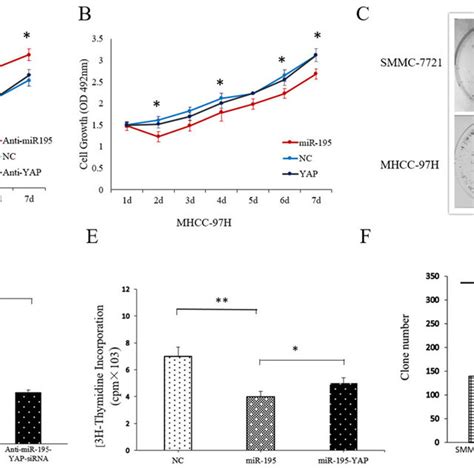 Mir 195 Expression Affected The Proliferation And Colony Forming