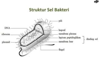 Perbedaan Archaebacteria Dan Eubacteria Pptx