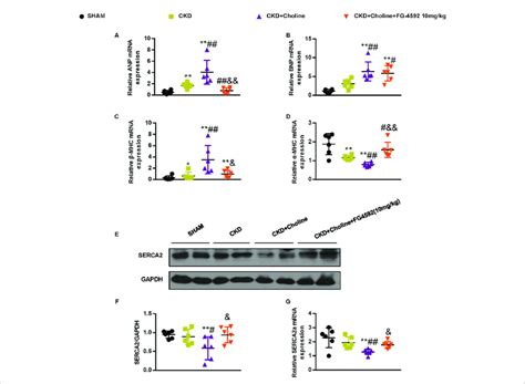 Fg Inhibits The Changes Of Cardiac Hypertrophy Markers And Serca