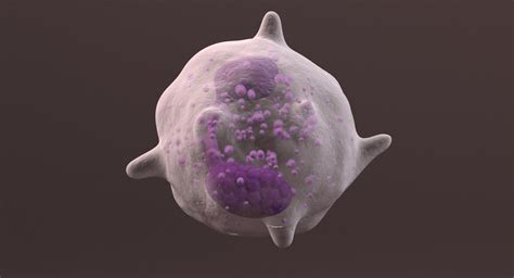 White blood cell eosinophil 3D model - TurboSquid 1326083