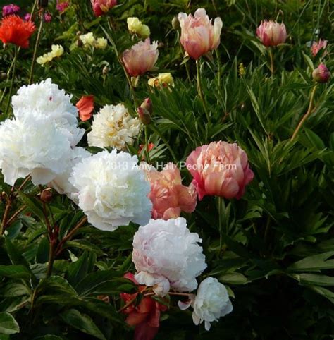 Peony Nursery of Herbaceous Peonies, over 250 varieties and 2000 peonies planted at our peony ...