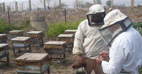 A Detour By Way Of The Beehive Modern Egyptian Beekeeping In Pictures