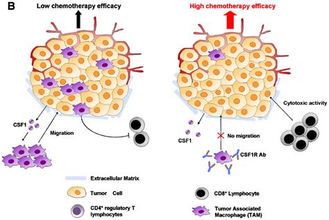 Ijms Free Full Text Implication Of Tumor Microenvironment In