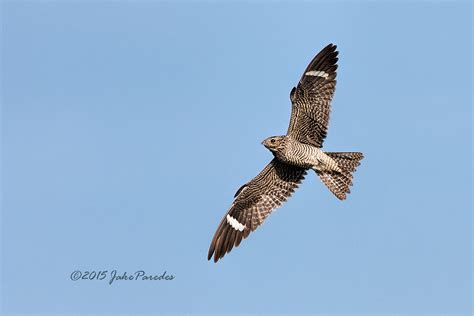 The Flight Of The Common Nighthawk This Common Nighthawk W Flickr