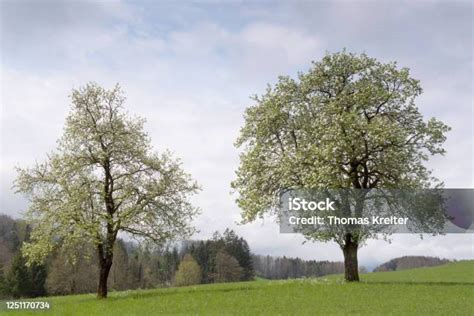 pohon berbunga foto stok  gambar  alam austria bunga