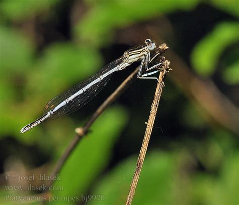 Platycnemis Pennipes White Legged Damselfly Blue Featherleg Fjerbenet