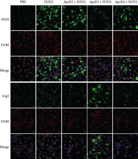 The Effect Of Re ApoE On The Polarization Of BMDMs And Melatonin