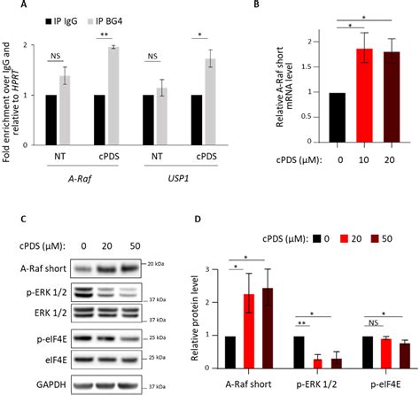 Figure 2 From Translational Regulation By Hnrnp H F Is Essential For