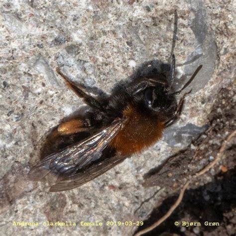 Rødbrystet Jordbi Andrena Clarkella Naturbasen