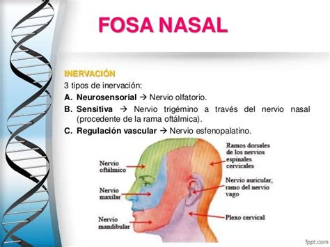 Fosa Nasal Dibujo Masamo