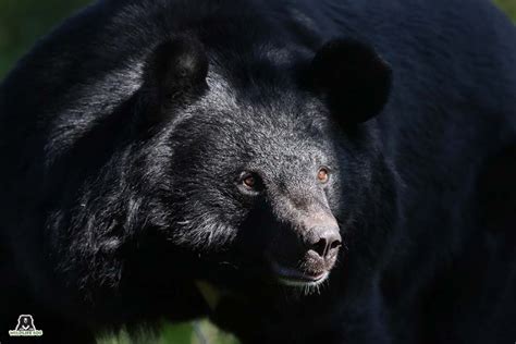 Get To Know Your Indian Bears Wildlife Sos